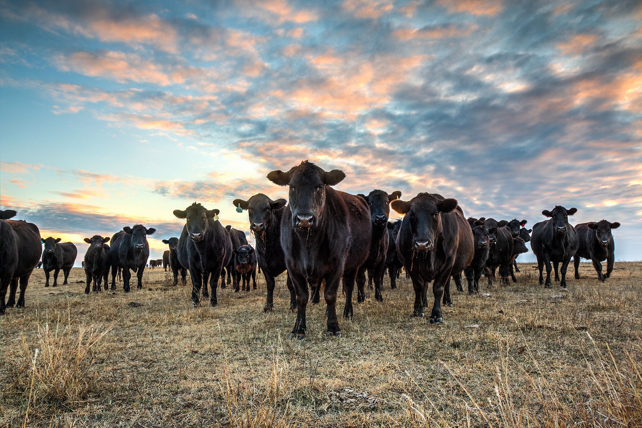 Our Cattle - DSR Cattle